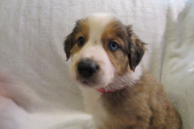 Male Sable Poppy Rolly Puppy (Red Collar)