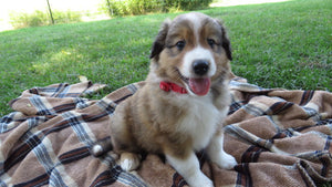 Male Sable Coco Rolly Puppy (Red Collar)