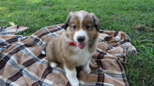 Male Sable Coco Rolly Puppy (Red Collar)