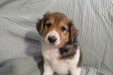 Female Sable Pumpkin Rolly Puppy (Red Collar)