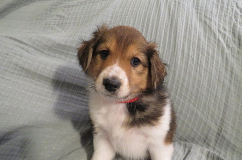 Female Sable Pumpkin Rolly Puppy (Red Collar)