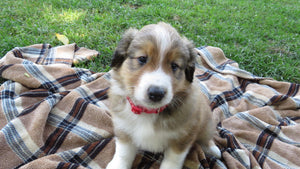 Male Sable Coco Rolly Puppy (Red Collar)