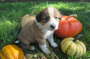 Male Sable Poppy Rolly Puppy (Tan Collar)