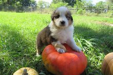 Female Sable Pumpkin Rolly Puppy (Teal Collar)