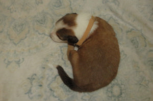 Male Sable Poppy Rolly Puppy (Tan Collar)