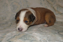 Male Sable Poppy Rolly Puppy (Tan Collar)