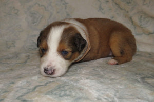 Male Sable Poppy Rolly Puppy (Tan Collar)