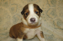 Male Sable Poppy Rolly Puppy (Tan Collar)