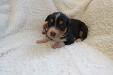 Female Tricolor Poppy Rolly Puppy (Teal Collar)