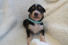 Female Tricolor Poppy Rolly Puppy (Teal Collar)