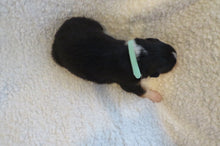 Female Tricolor Poppy Rolly Puppy (Teal Collar)