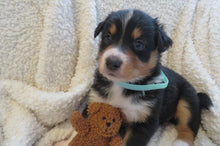 Female Tricolor Poppy Rolly Puppy (Teal Collar)