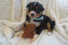 Female Tricolor Poppy Rolly Puppy (Teal Collar)