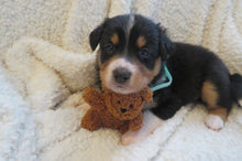 Female Tricolor Poppy Rolly Puppy (Teal Collar)