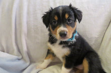 Female Tricolor Poppy Rolly Puppy (Teal Collar)