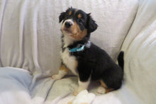 Female Tricolor Poppy Rolly Puppy (Teal Collar)
