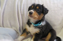 Female Tricolor Poppy Rolly Puppy (Teal Collar)