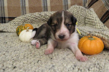 Female Sable Pumpkin Rolly Puppy (Yellow Collar)