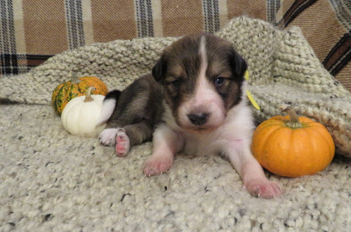 Female Sable Pumpkin Rolly Puppy (Yellow Collar)