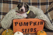 Female Sable Pumpkin Rolly Puppy (Yellow Collar)