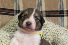 Female Sable Pumpkin Rolly Puppy (Yellow Collar)