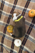 Female Sable Pumpkin Rolly Puppy (Yellow Collar)