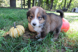 Female Sable Pumpkin Rolly Puppy (Yellow Collar)