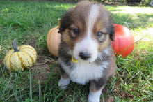 Female Sable Pumpkin Rolly Puppy (Yellow Collar)