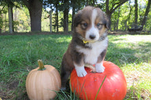 Female Sable Pumpkin Rolly Puppy (Yellow Collar)