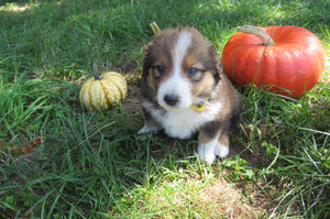 Female Sable Pumpkin Rolly Puppy (Yellow Collar)