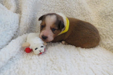 Male Sable Poppy Rolly Puppy (Yellow Collar)