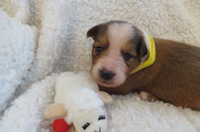 Male Sable Poppy Rolly Puppy (Yellow Collar)