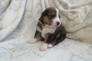Female Sable Pumpkin Rolly Puppy (Yellow Collar)