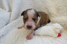 Male Sable Poppy Rolly Puppy (Yellow Collar)