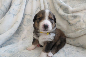 Female Sable Pumpkin Rolly Puppy (Yellow Collar)