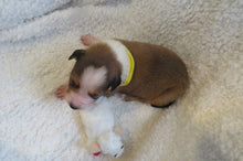 Male Sable Poppy Rolly Puppy (Yellow Collar)