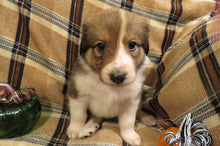 Female Sable Pumpkin Rolly Puppy (Yellow Collar)