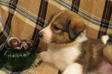 Female Sable Pumpkin Rolly Puppy (Yellow Collar)