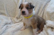 Male Sable Poppy Rolly Puppy (Yellow Collar)