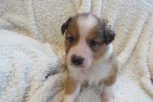 Male Sable Poppy Rolly Puppy (Yellow Collar)