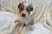 Male Sable Poppy Rolly Puppy (Yellow Collar)