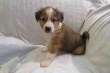 Male Sable Poppy Rolly Puppy (Yellow Collar)
