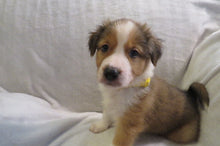 Male Sable Poppy Rolly Puppy (Yellow Collar)