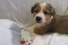 Male Sable Poppy Rolly Puppy (Yellow Collar)