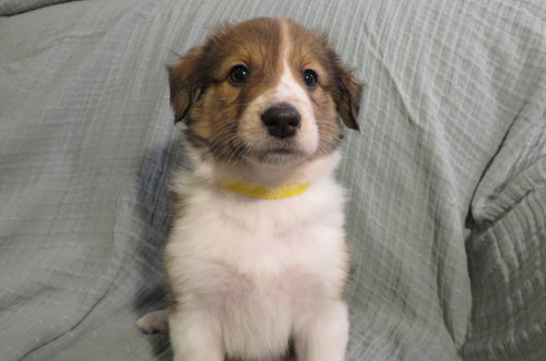 Female Sable Pumpkin Rolly Puppy (Yellow Collar)