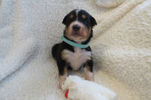 Female Tricolor Poppy Rolly Puppy (Teal Collar)